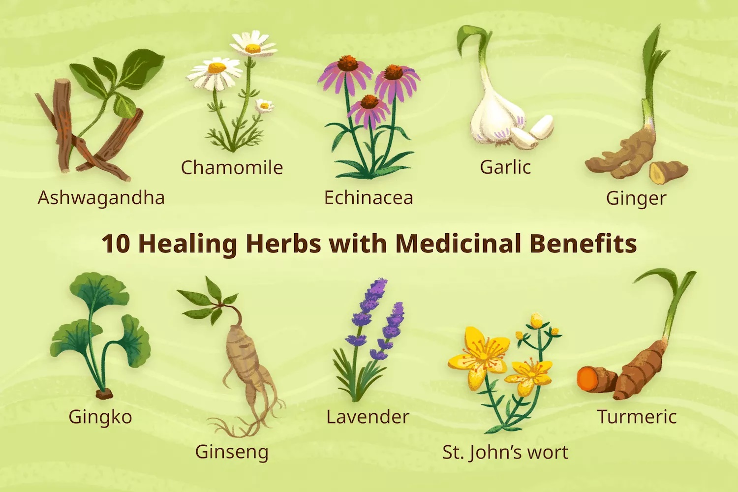 Read more about the article 10 Healing Herbs with Medicinal Benefits